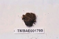 藏品(紅葉苔)的圖片